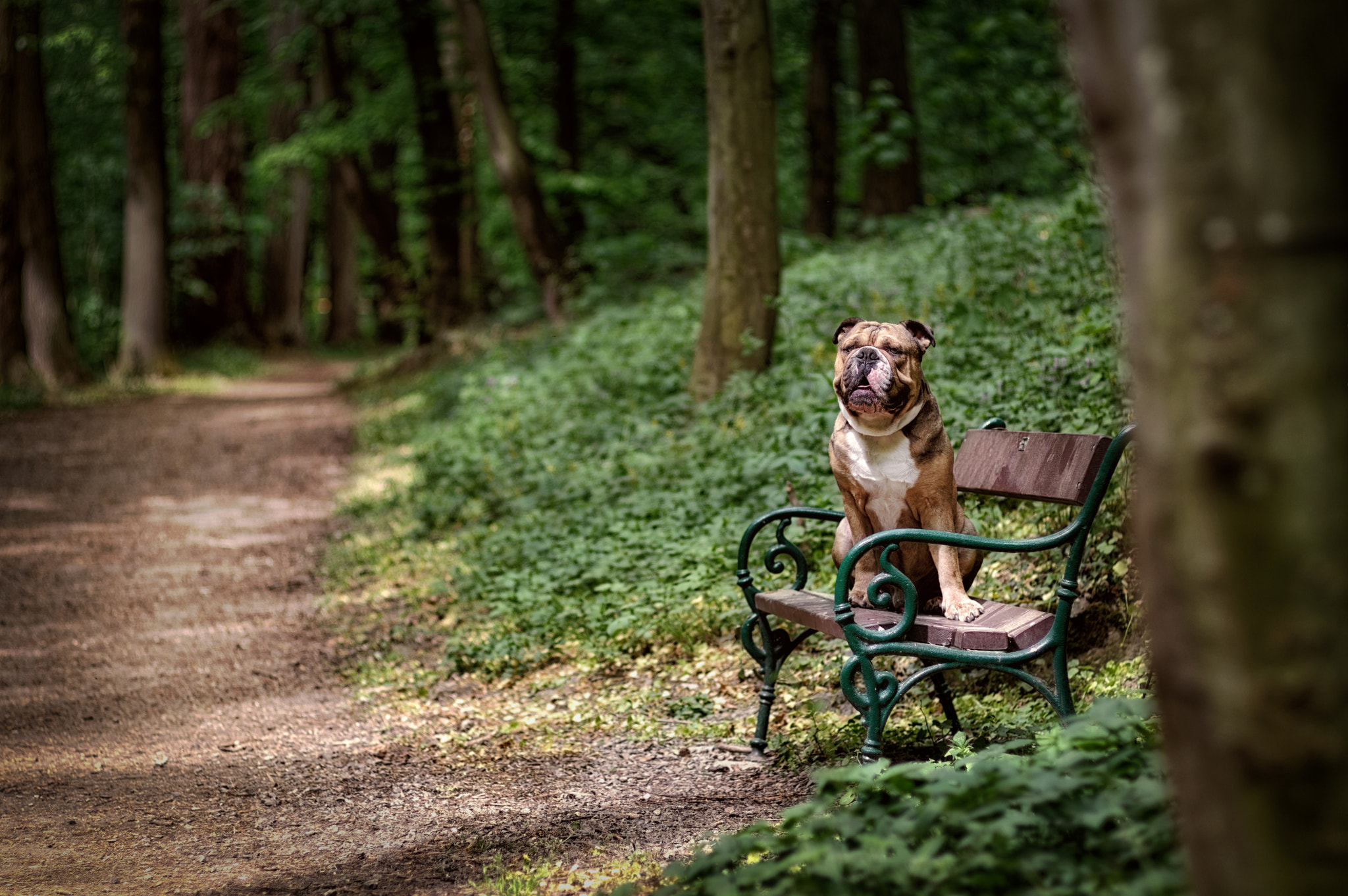 Pentax KP sample photo. Forest dwarf photography