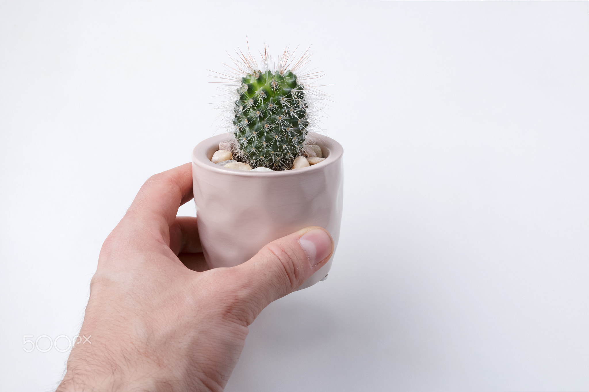 Small plant in pot succulents or cactus on white background by front view