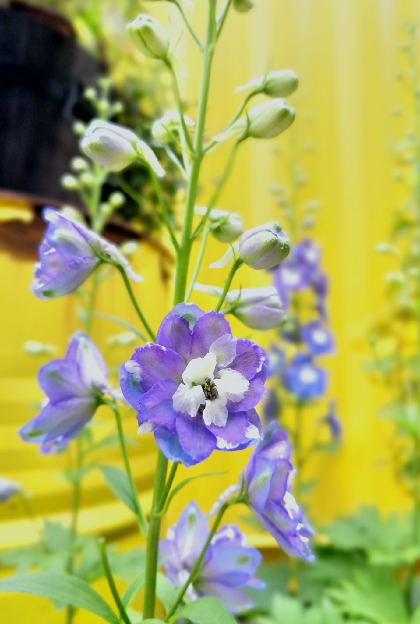 HUAWEI Honor 10 sample photo. Flowers photography