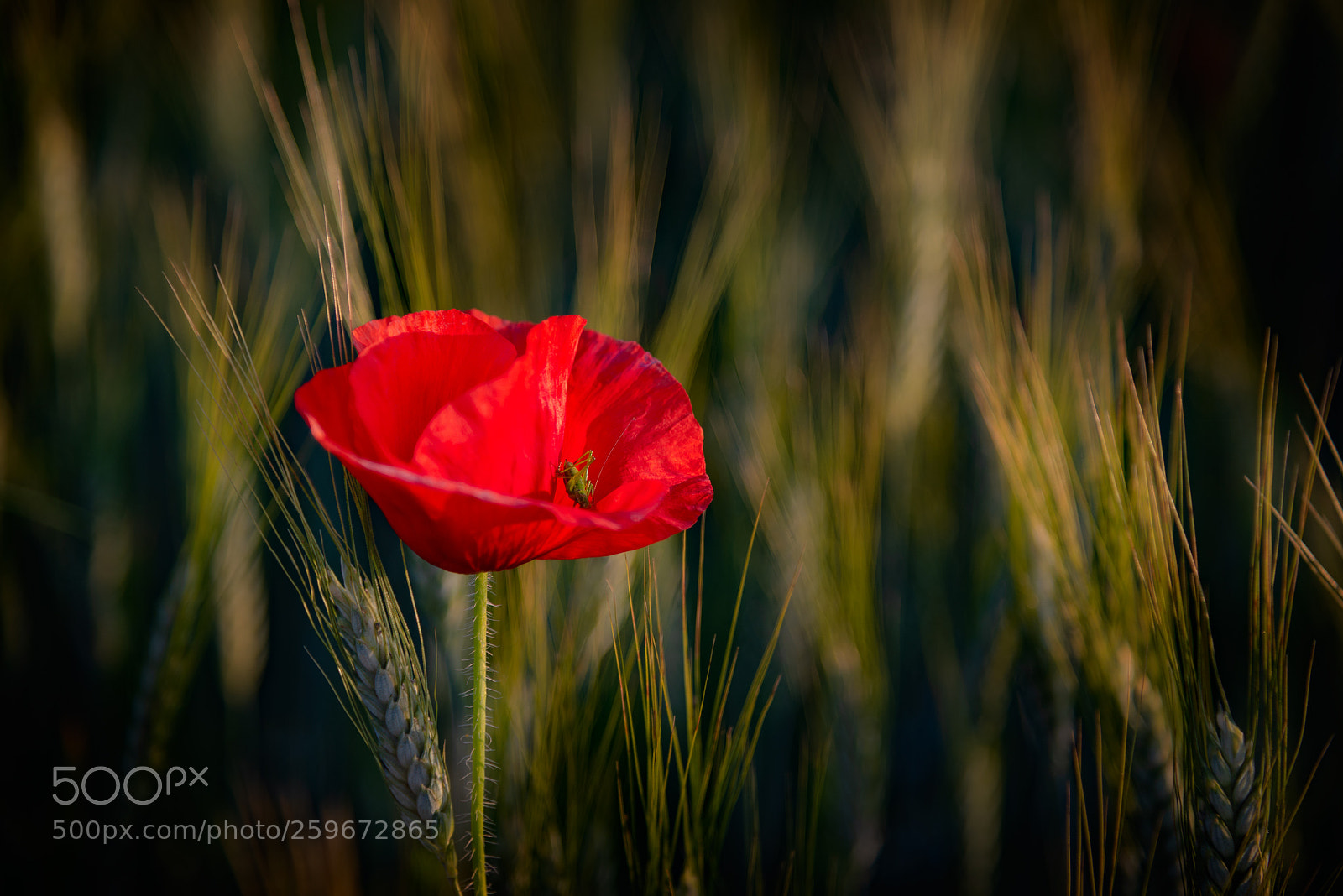 Nikon D750 sample photo. Poppy flower photography