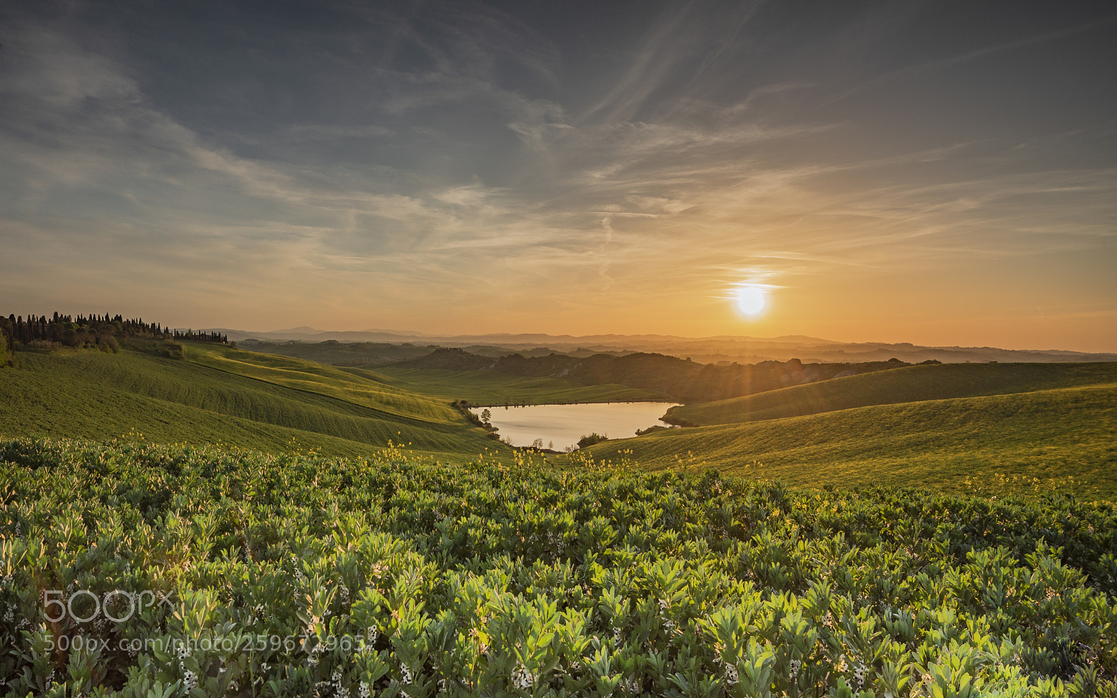 Nikon D750 sample photo. Tuscany green beans photography