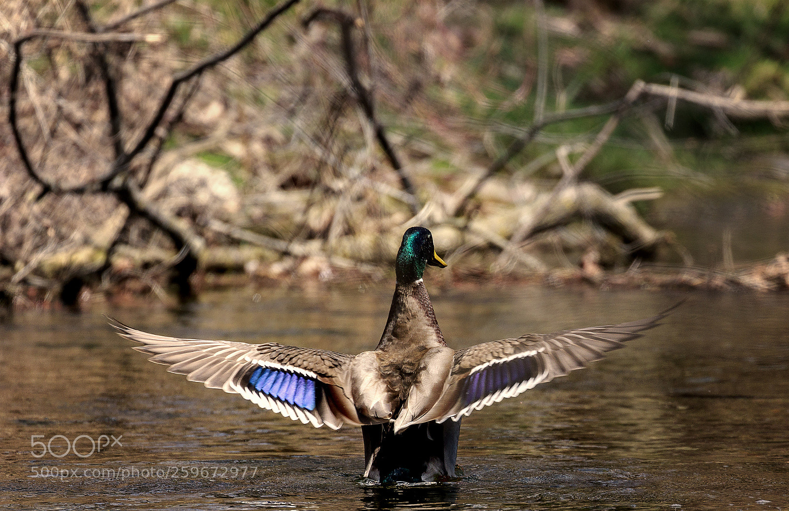 Canon EOS 7D Mark II sample photo. Mallard wingspan photography