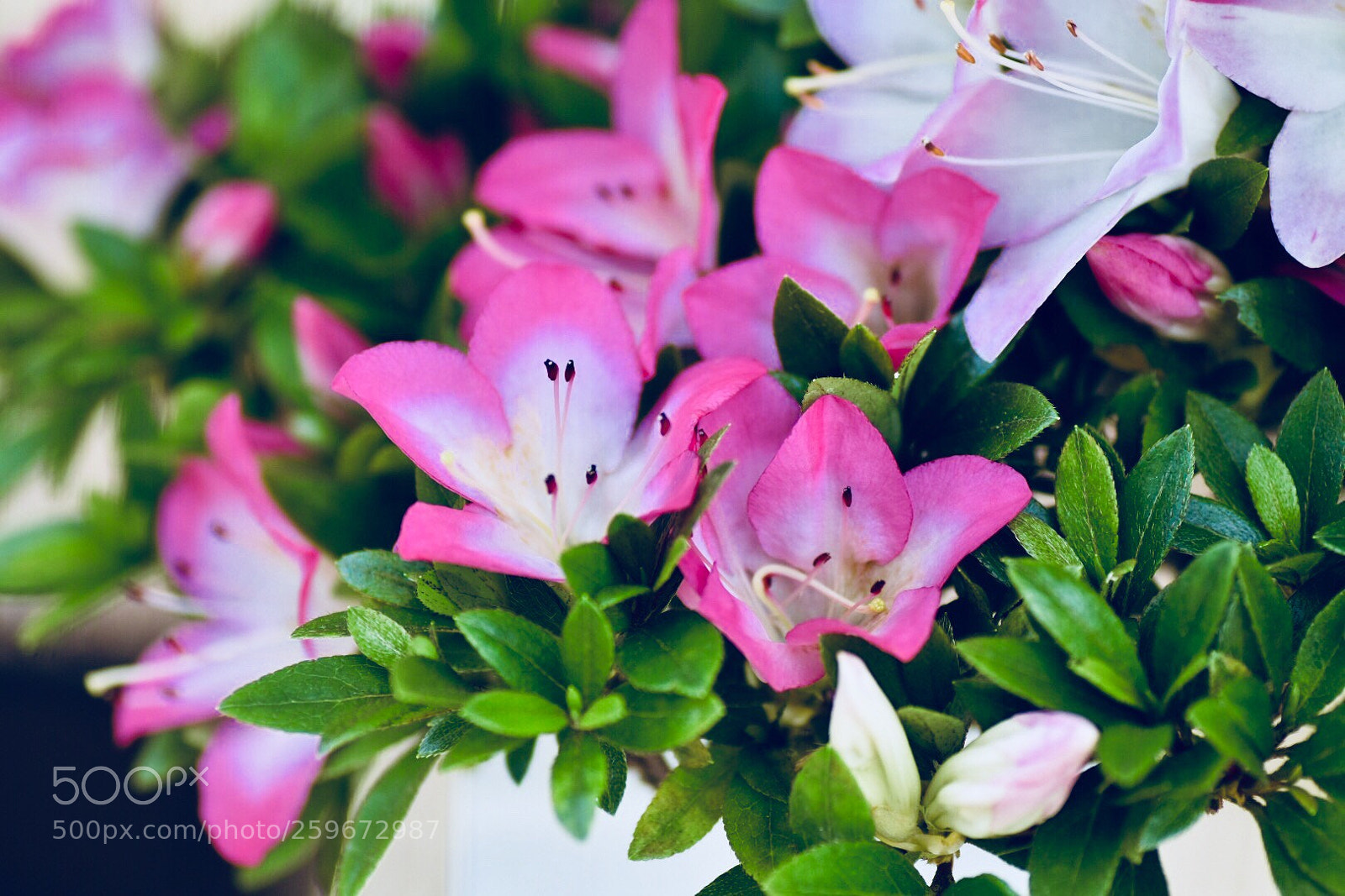 Nikon D7200 sample photo. Satuki azalea photography