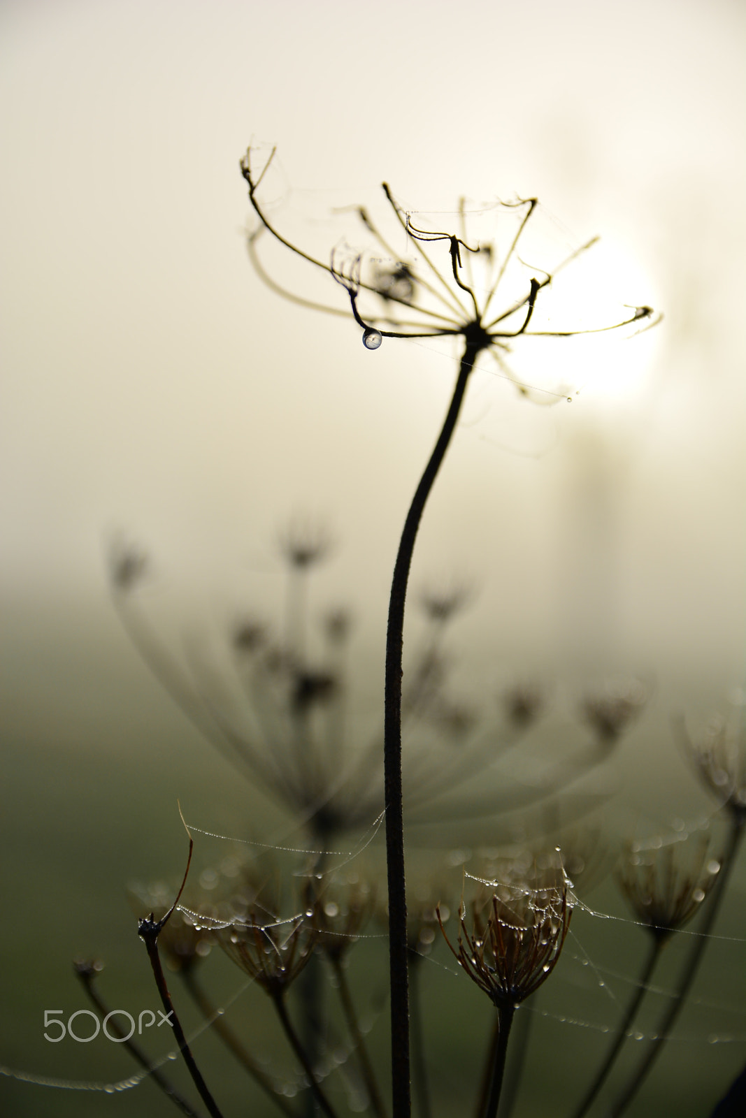 Sigma 17-50mm F2.8 EX DC OS HSM sample photo. Grabbing the morning sun photography