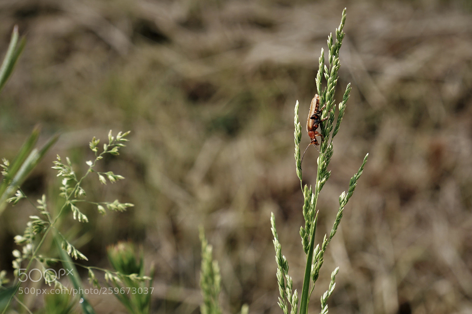 Sony a6500 sample photo. Brown bug.  photography