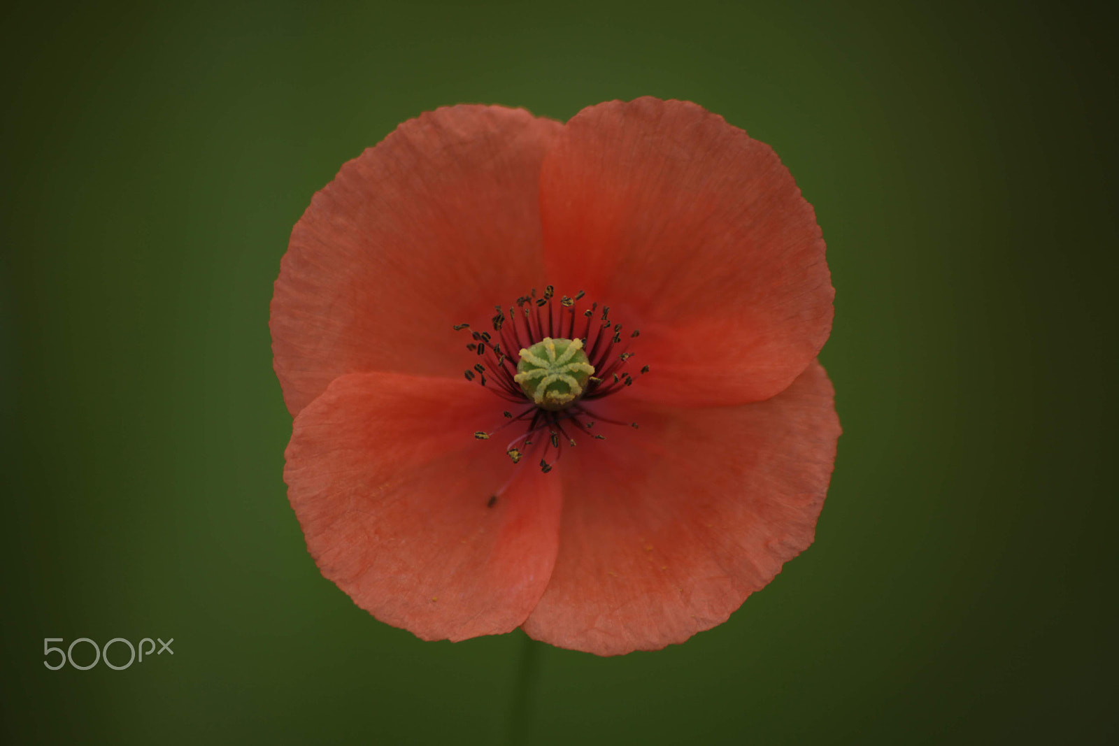 Sigma 70-300mm F4-5.6 APO DG Macro sample photo. Orange color photography