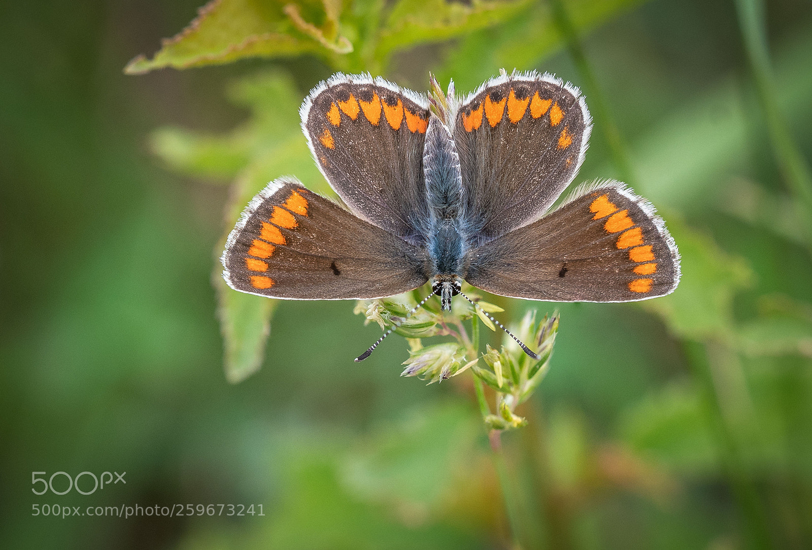 Nikon D500 sample photo. Brown argus photography