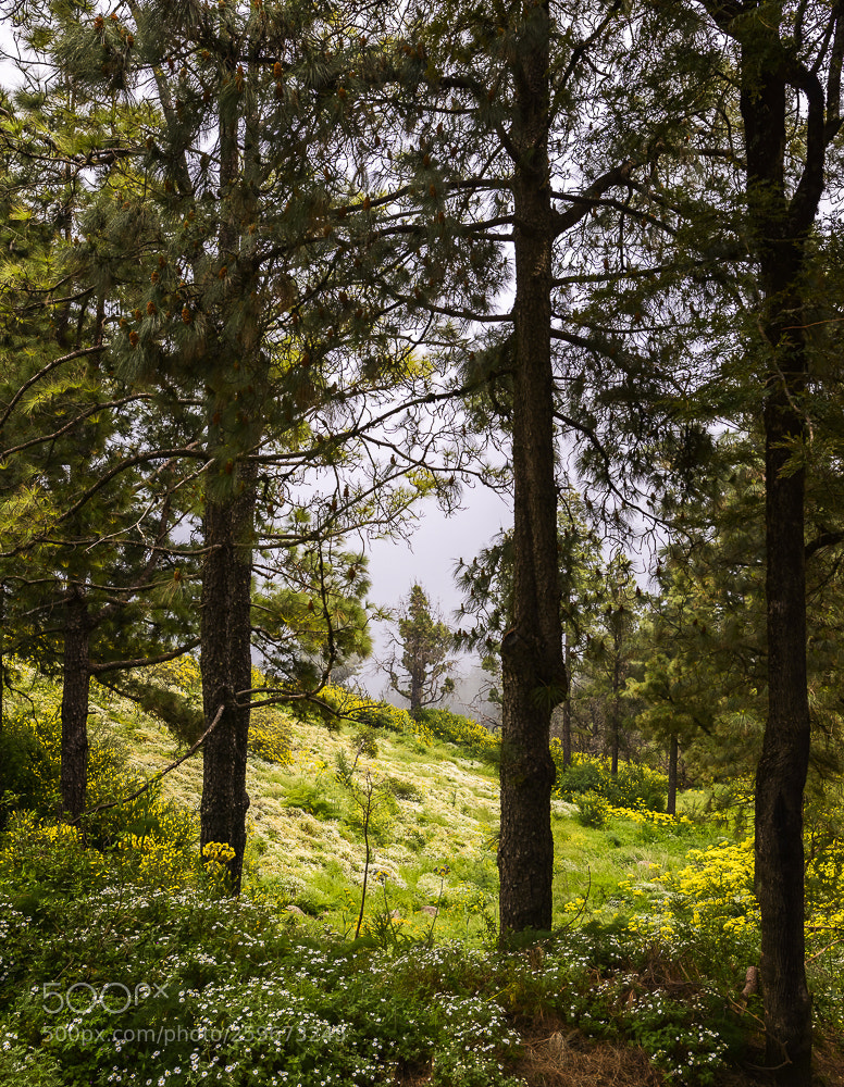 Nikon D800 sample photo. Tranquilidad photography