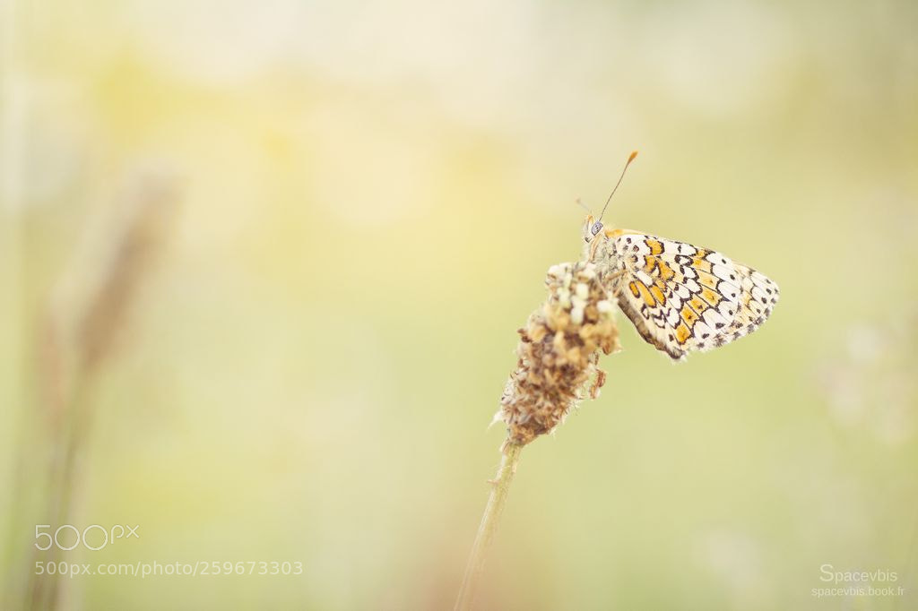 Nikon D7100 sample photo. Melitaea butterfly 2 photography