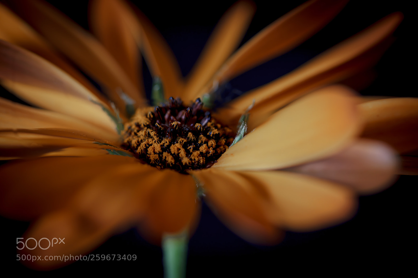 Canon EOS 60D sample photo. In the dark photography