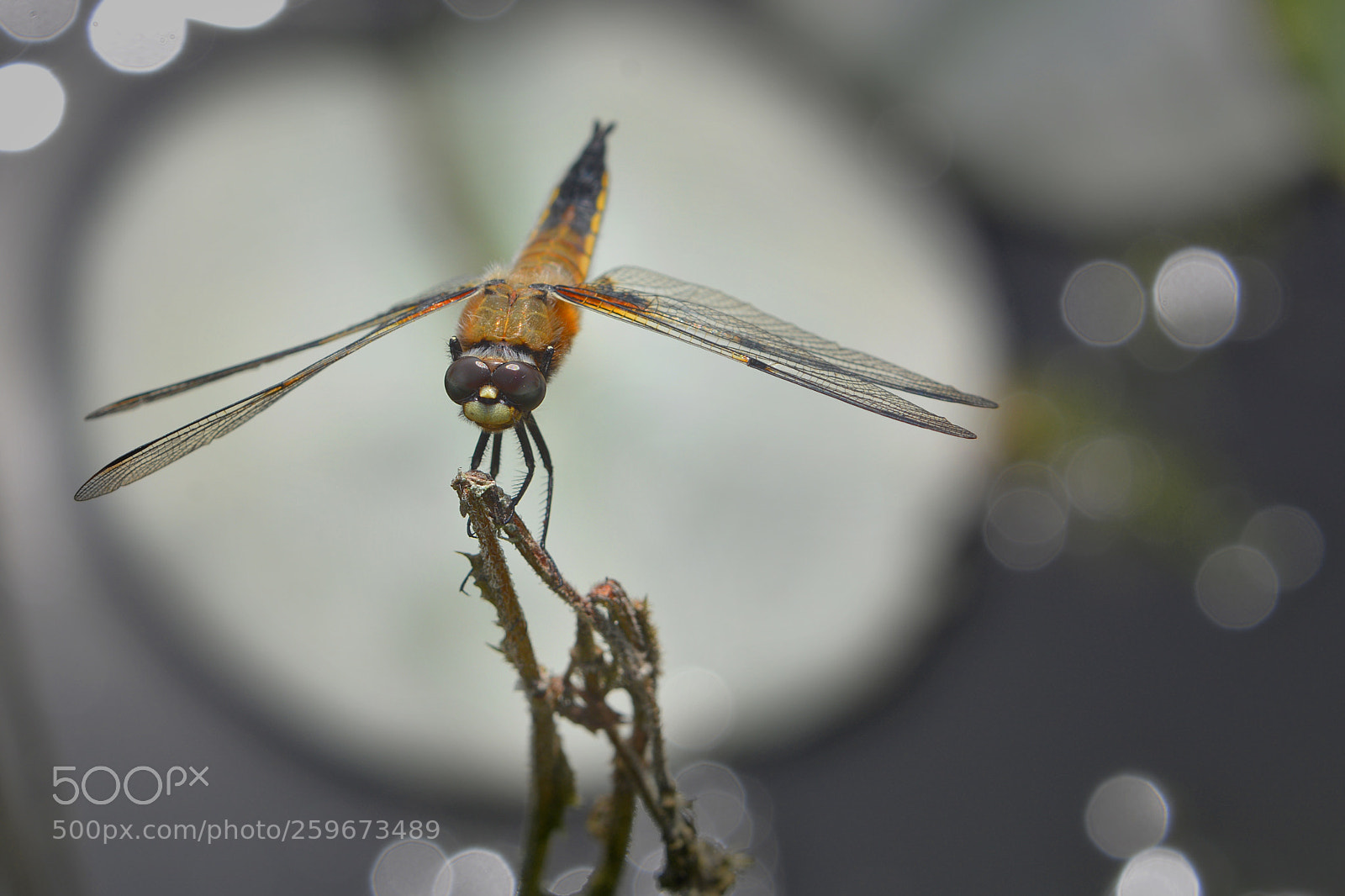 Nikon D7100 sample photo. Dragonfly-2 photography
