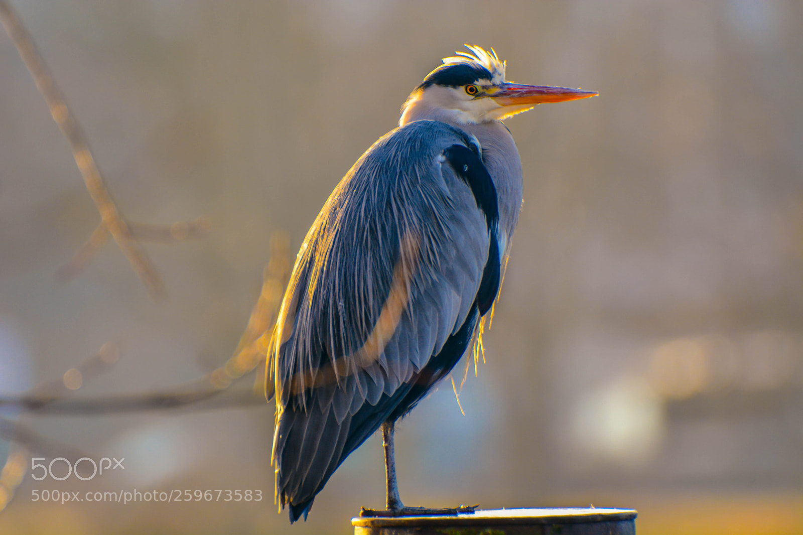Nikon D7100 sample photo. Heron in winter sun photography