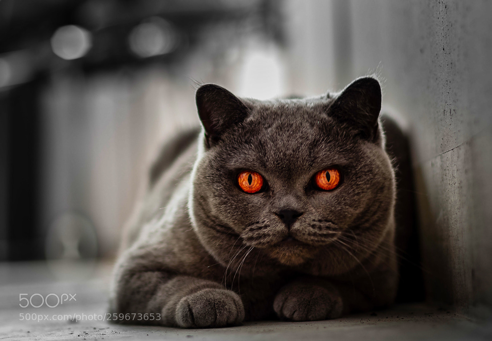 Canon EOS 77D (EOS 9000D / EOS 770D) sample photo. Frida photography