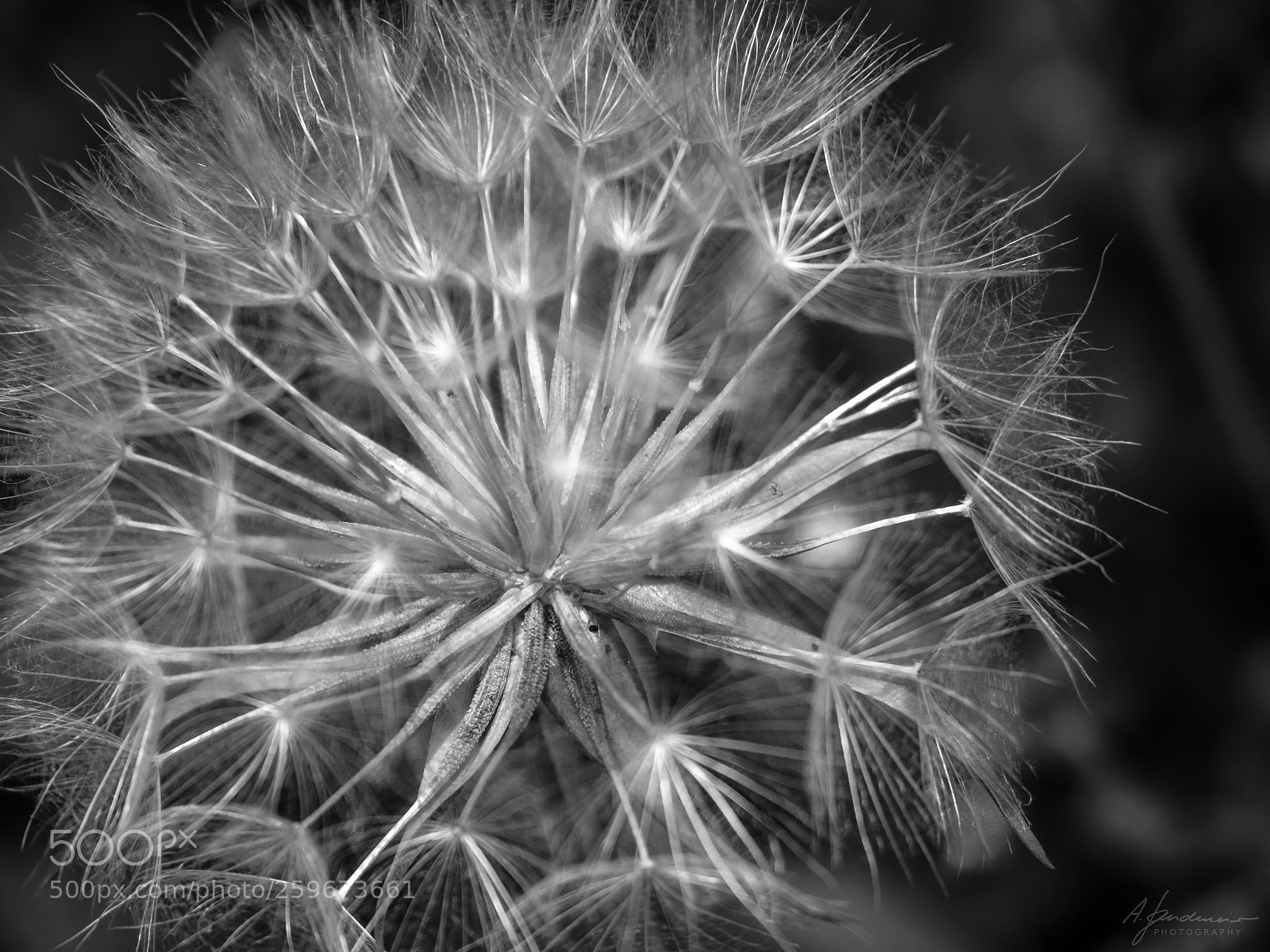 Olympus OM-D E-M1 Mark II sample photo. Dandelion photography