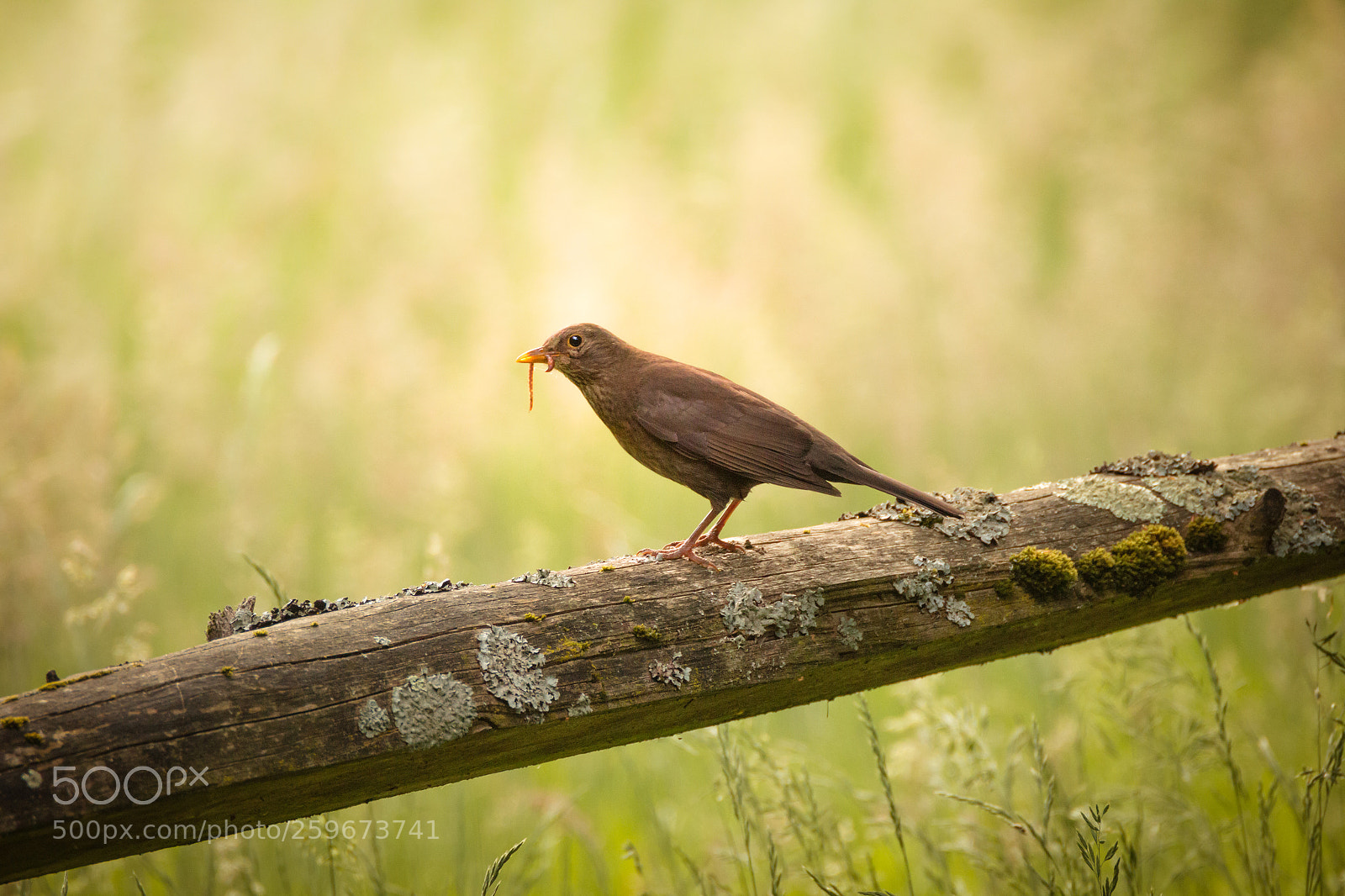 Canon EOS 70D sample photo. Common blackbird female photography