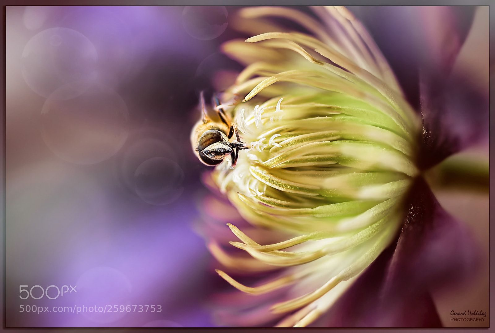Canon EOS 6D sample photo. Bee photography
