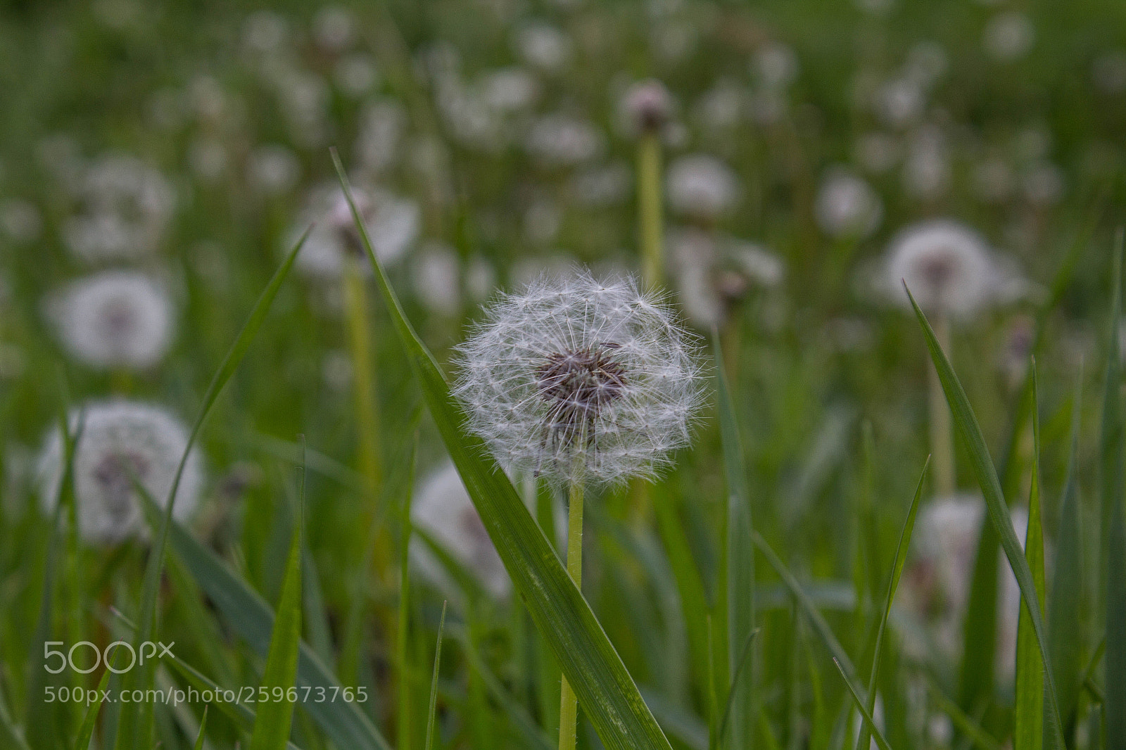 Canon EOS 60D sample photo. Dandelion photography
