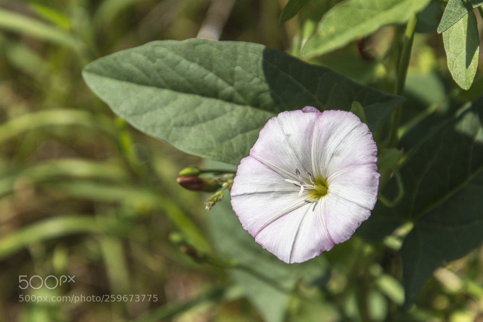Nikon D7200 sample photo. Flower photography