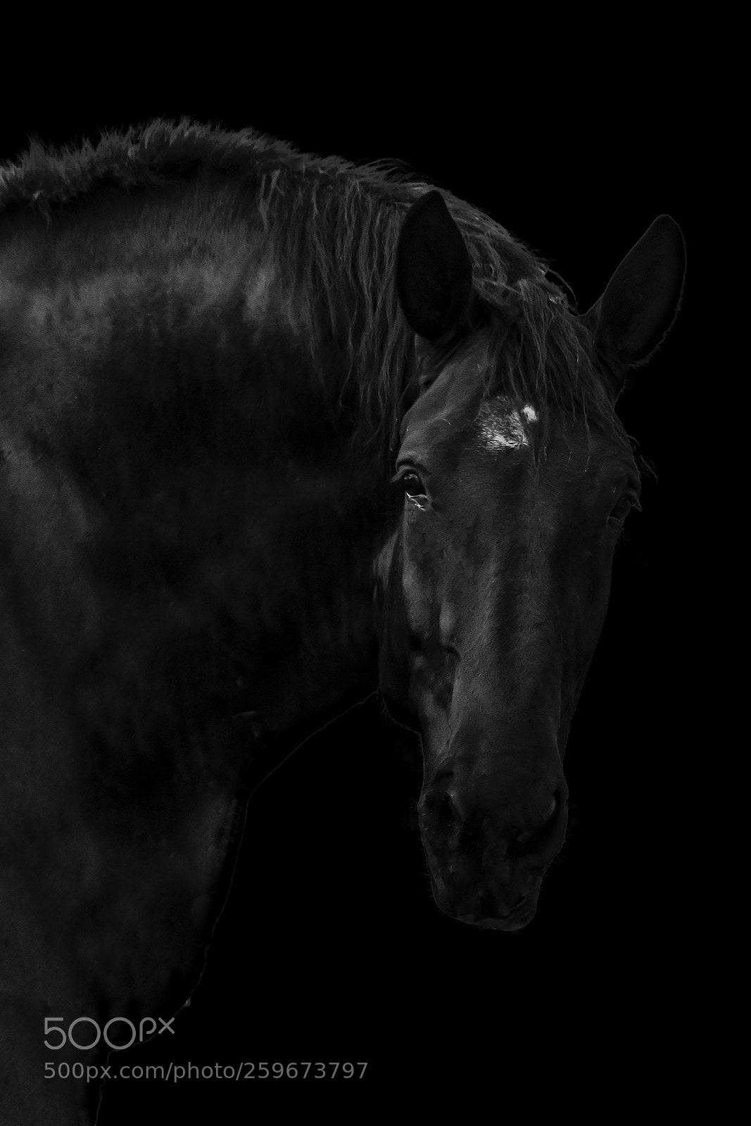 Canon EOS 80D sample photo. Black horse photography