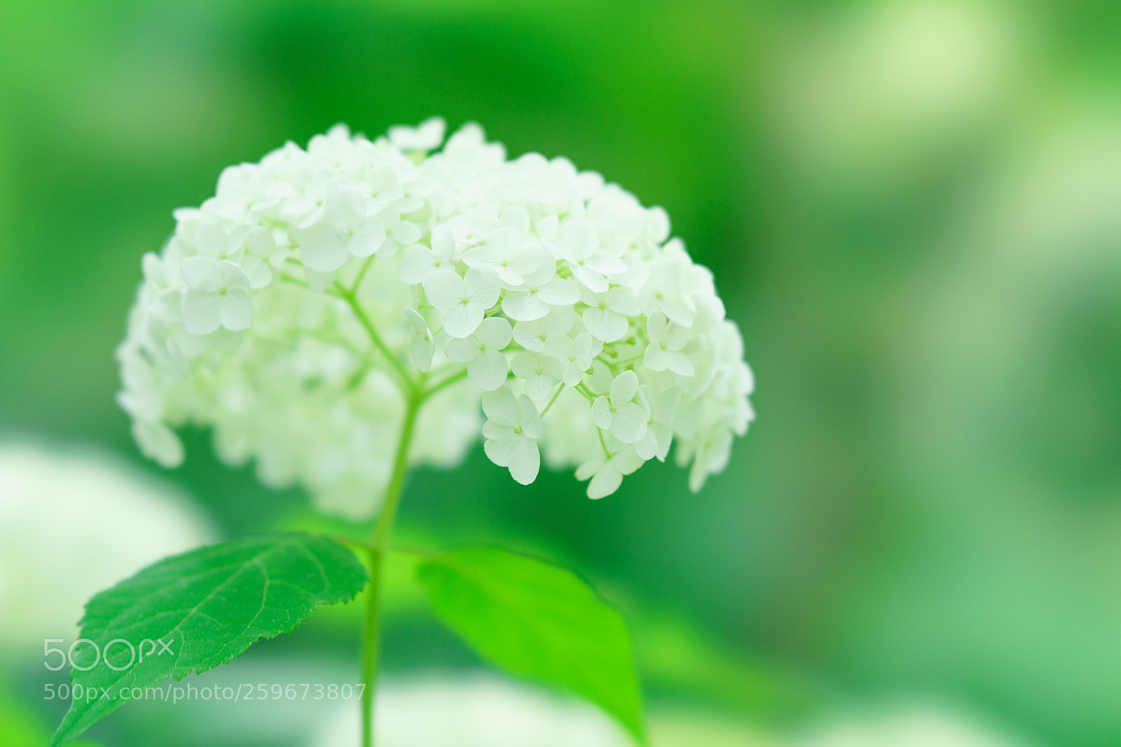 Sony a7 III sample photo. Hydrangea photography