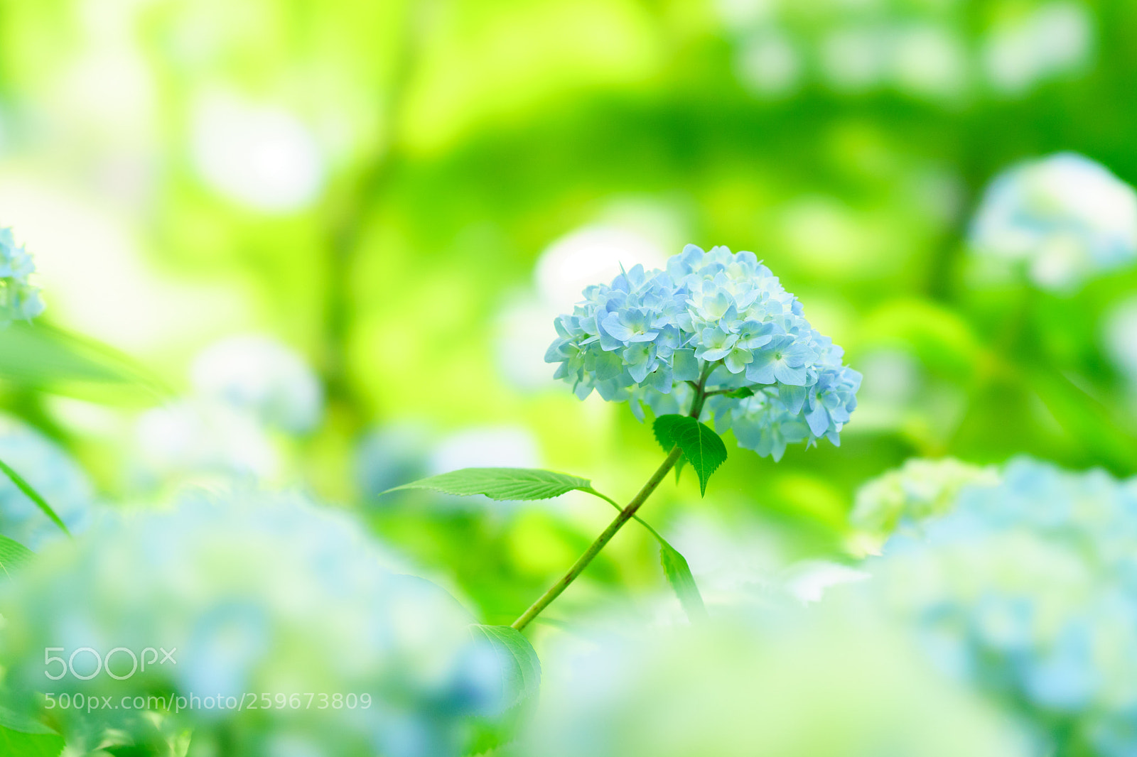 Sony a7 III sample photo. Hydrangea photography