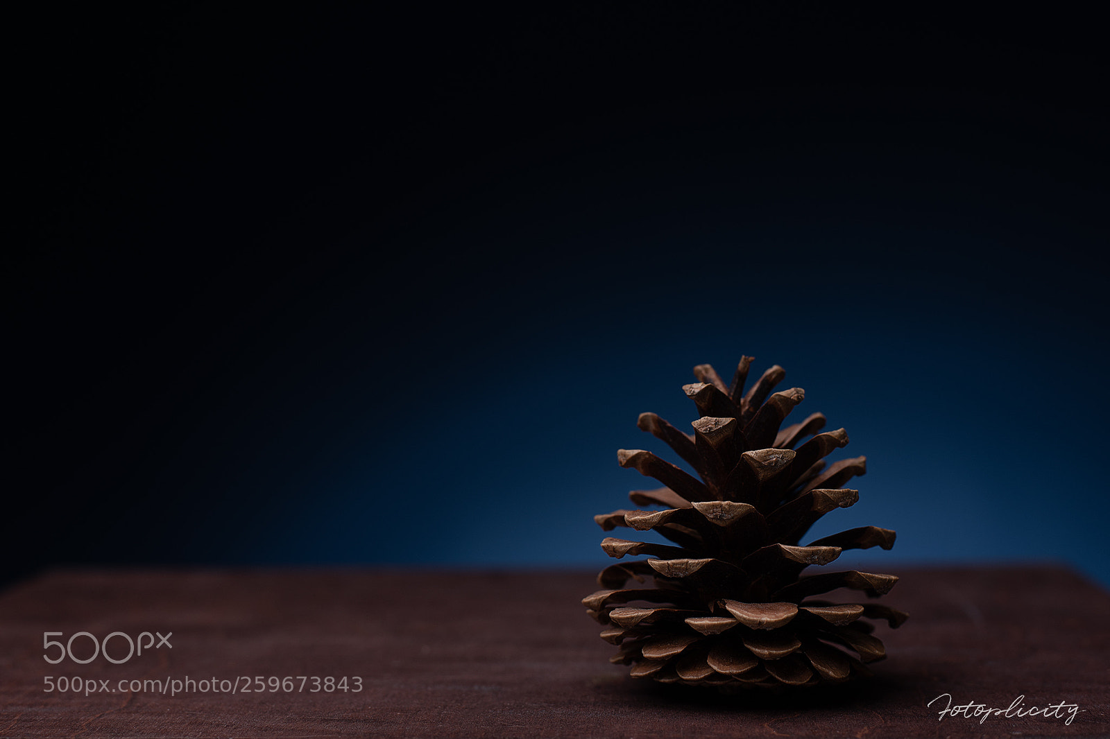 Nikon D750 sample photo. Pinecone photography