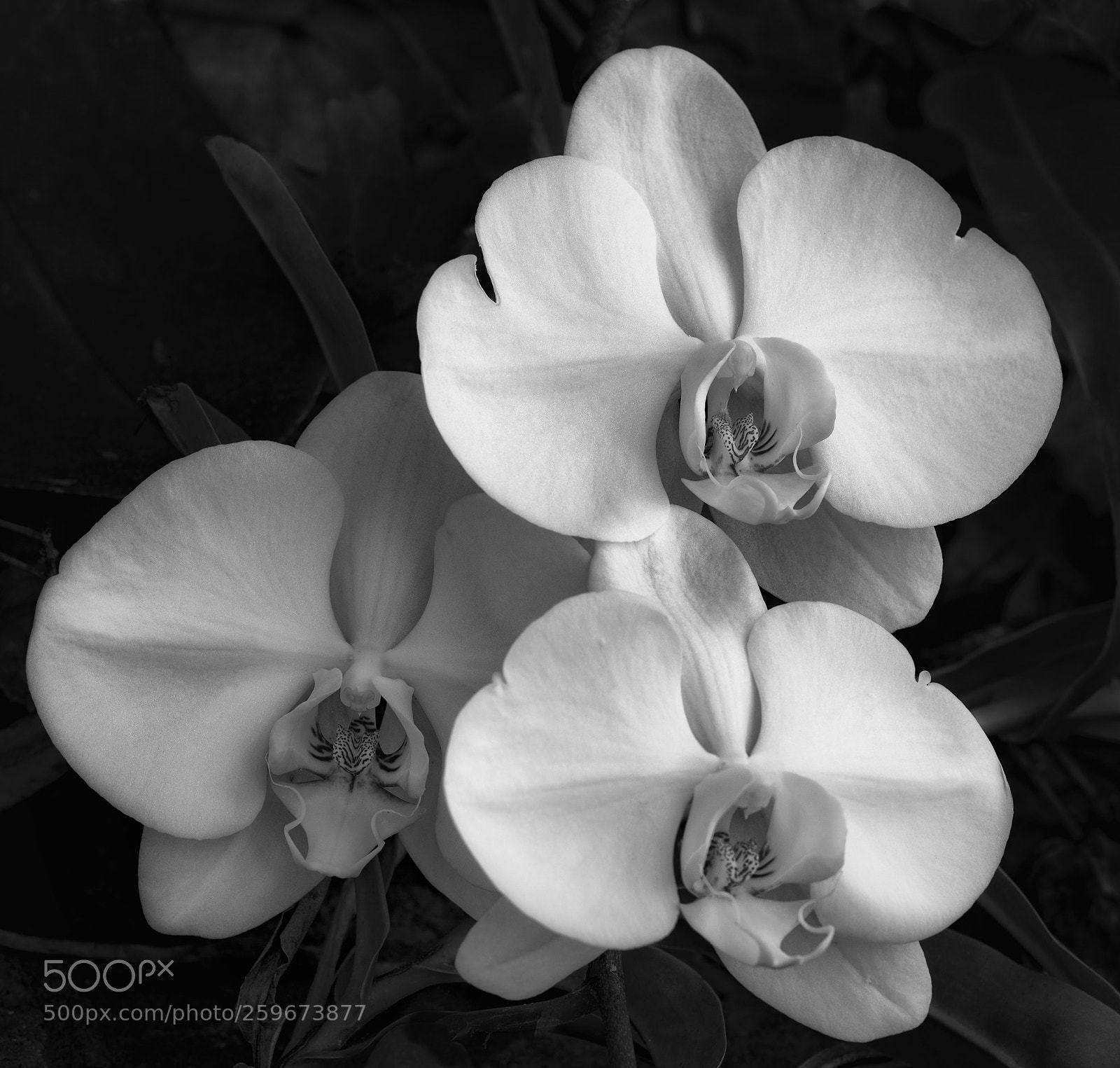 Canon EOS 5D Mark IV sample photo. Three orchids photography