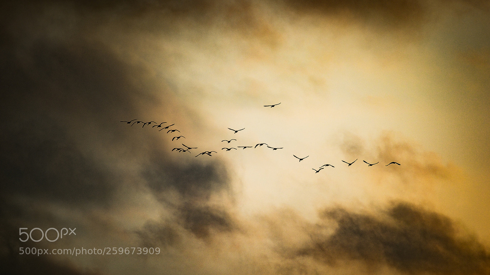Fujifilm X-E2 sample photo. Swan's journey photography