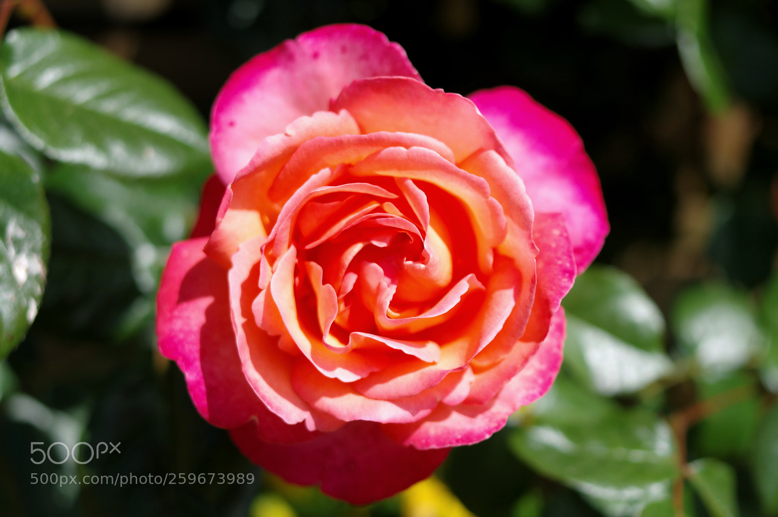 Pentax K-3 sample photo. Happy mother's day photography