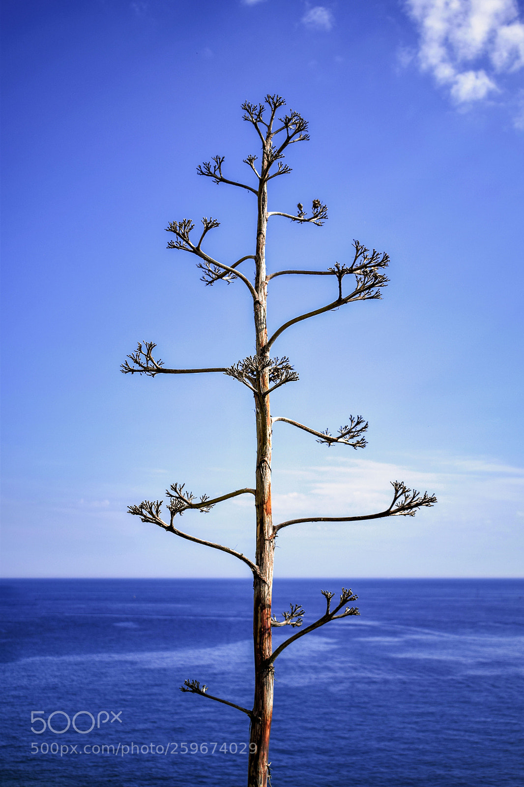 Nikon D5300 sample photo. Italian spring (riomaggiore) photography