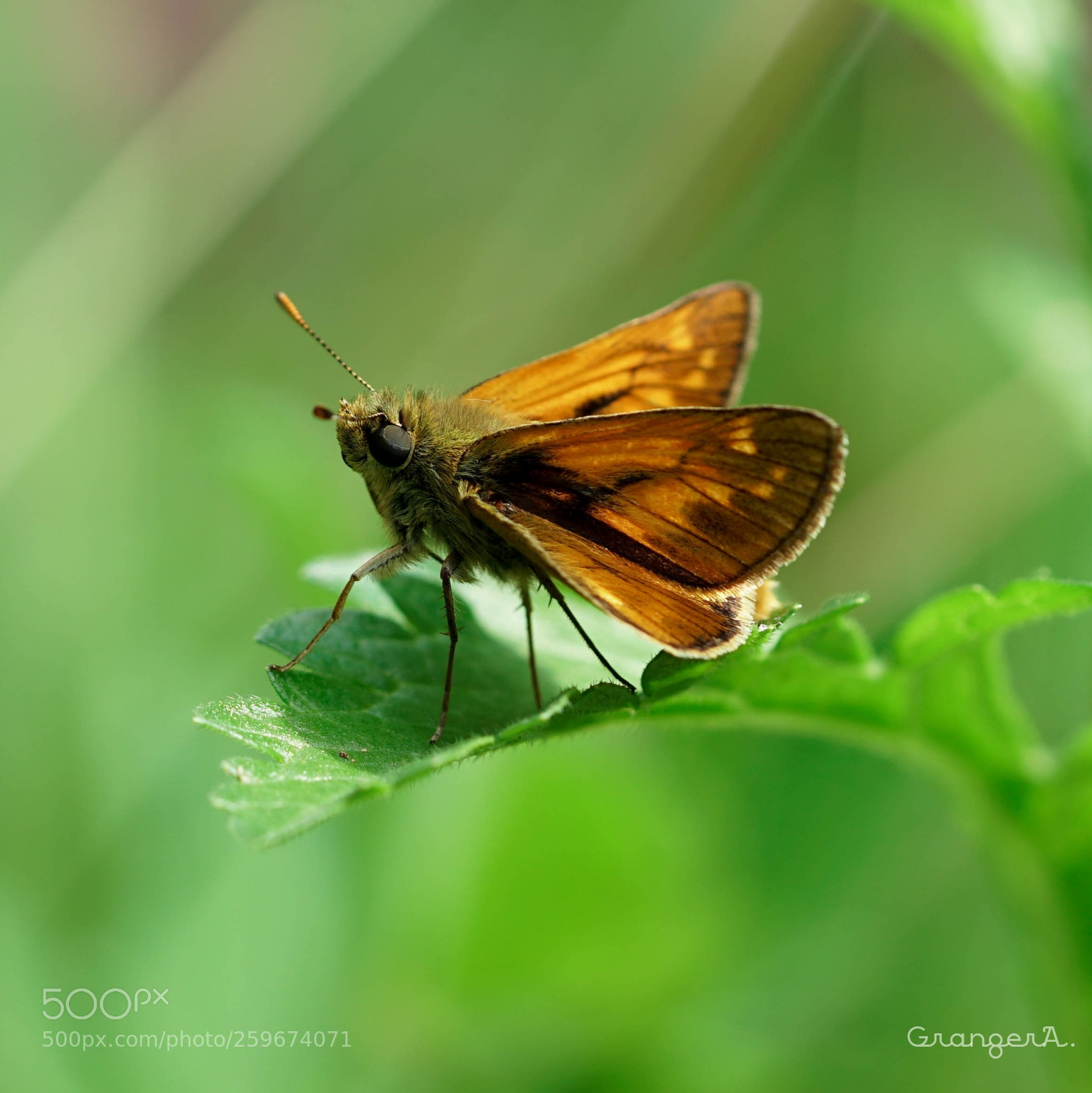 Sony a6500 sample photo. Papillon photography