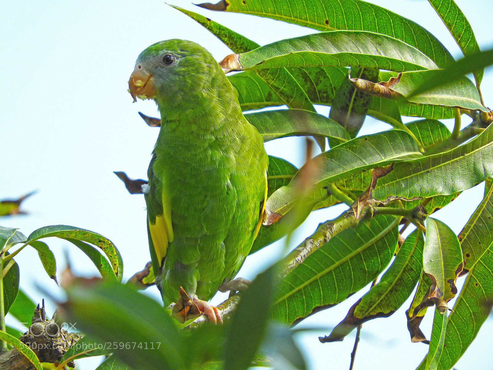 Nikon Coolpix B700 sample photo. Feasting on mango photography