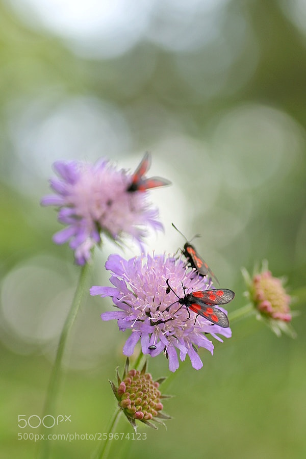 Canon EOS 1000D (EOS Digital Rebel XS / EOS Kiss F) sample photo. Widderchen photography