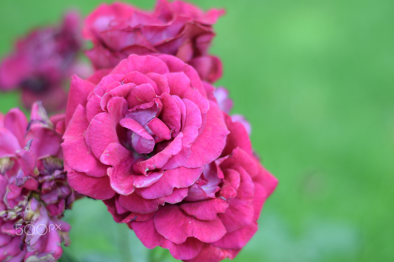 Nikon AF-S Nikkor 50mm F1.8G sample photo. Flower photography