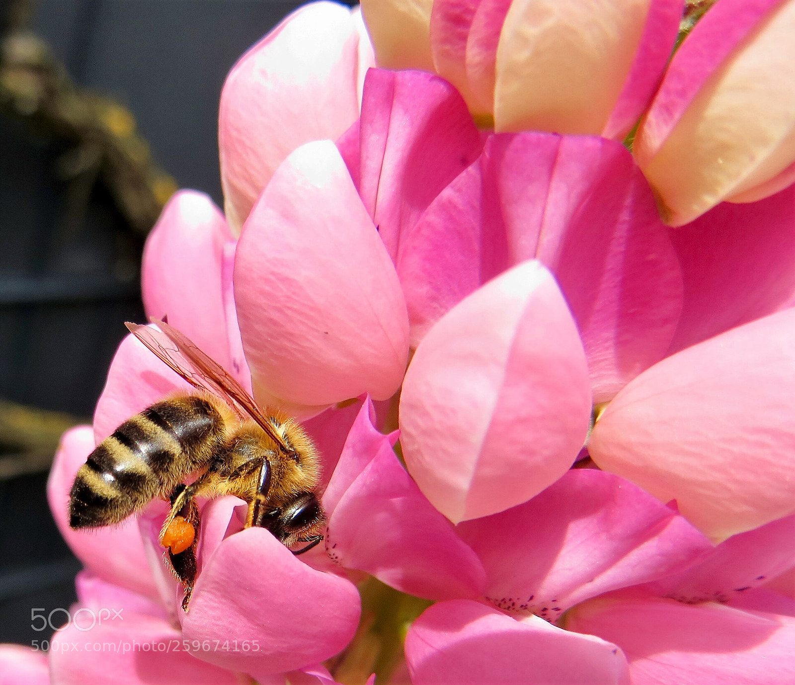 Canon PowerShot SX260 HS sample photo. Little bee in big photography