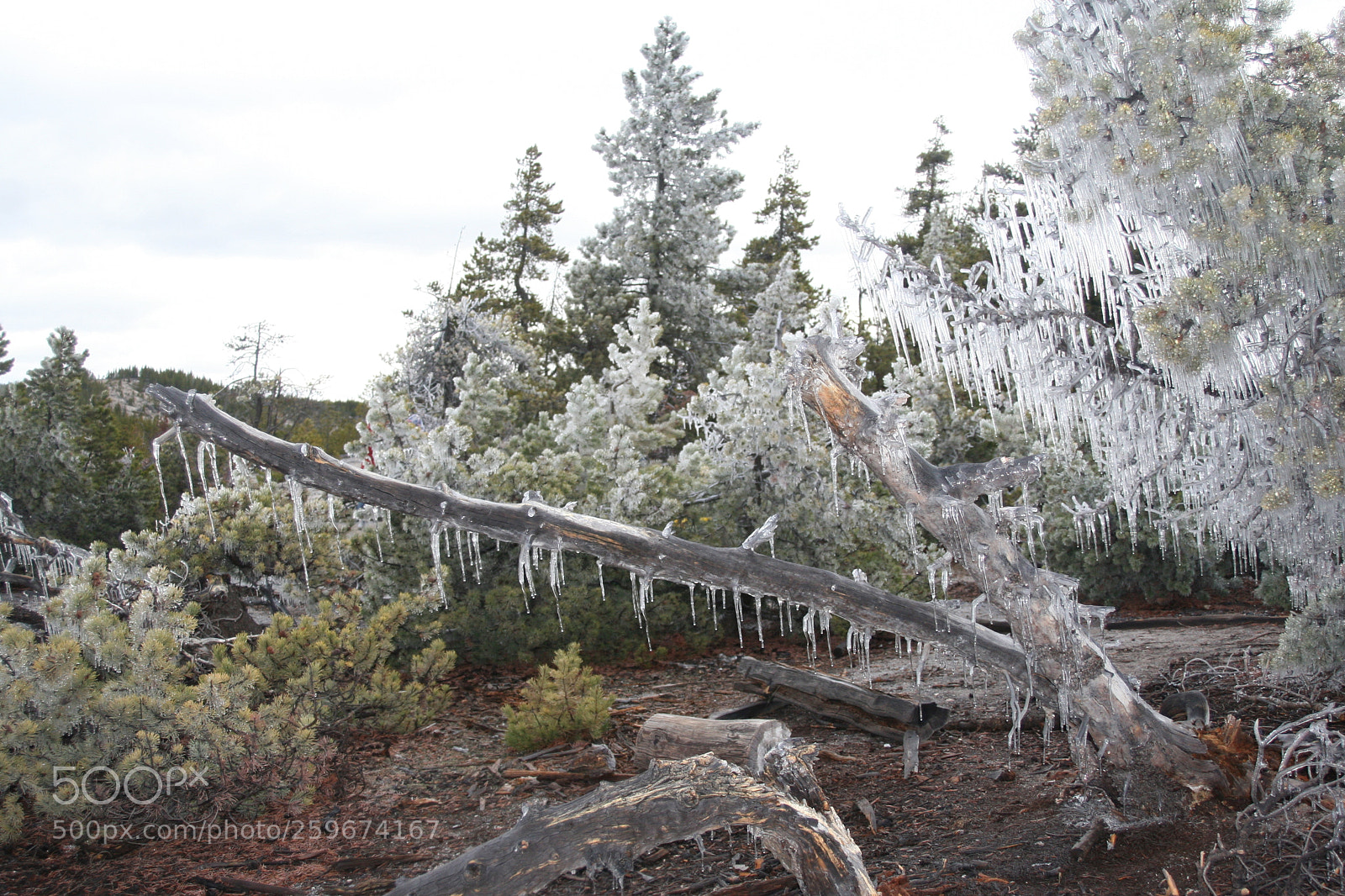 Canon EOS 30D sample photo. Autumn icicles photography