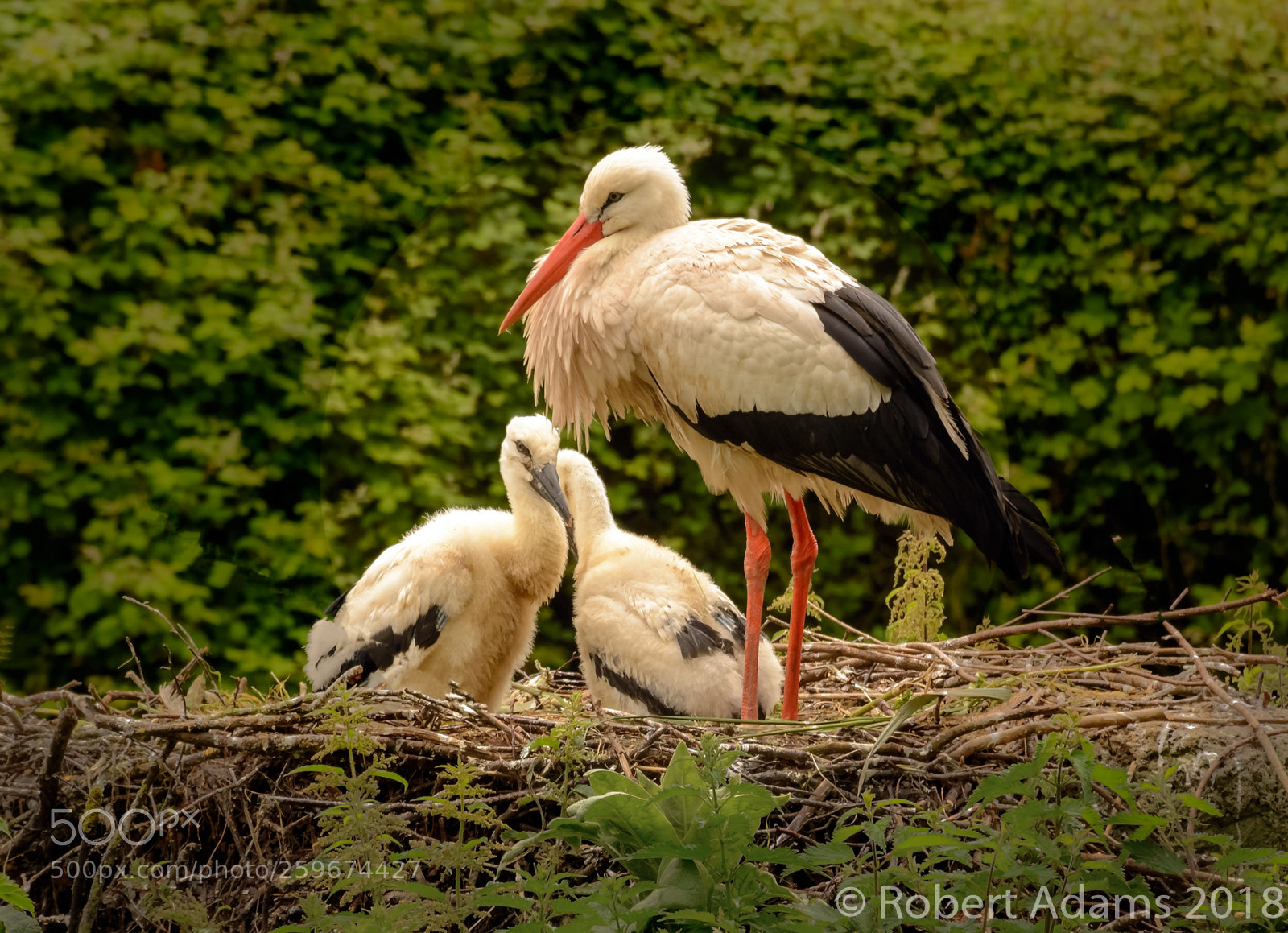 Nikon D7100 sample photo. White stork with young photography