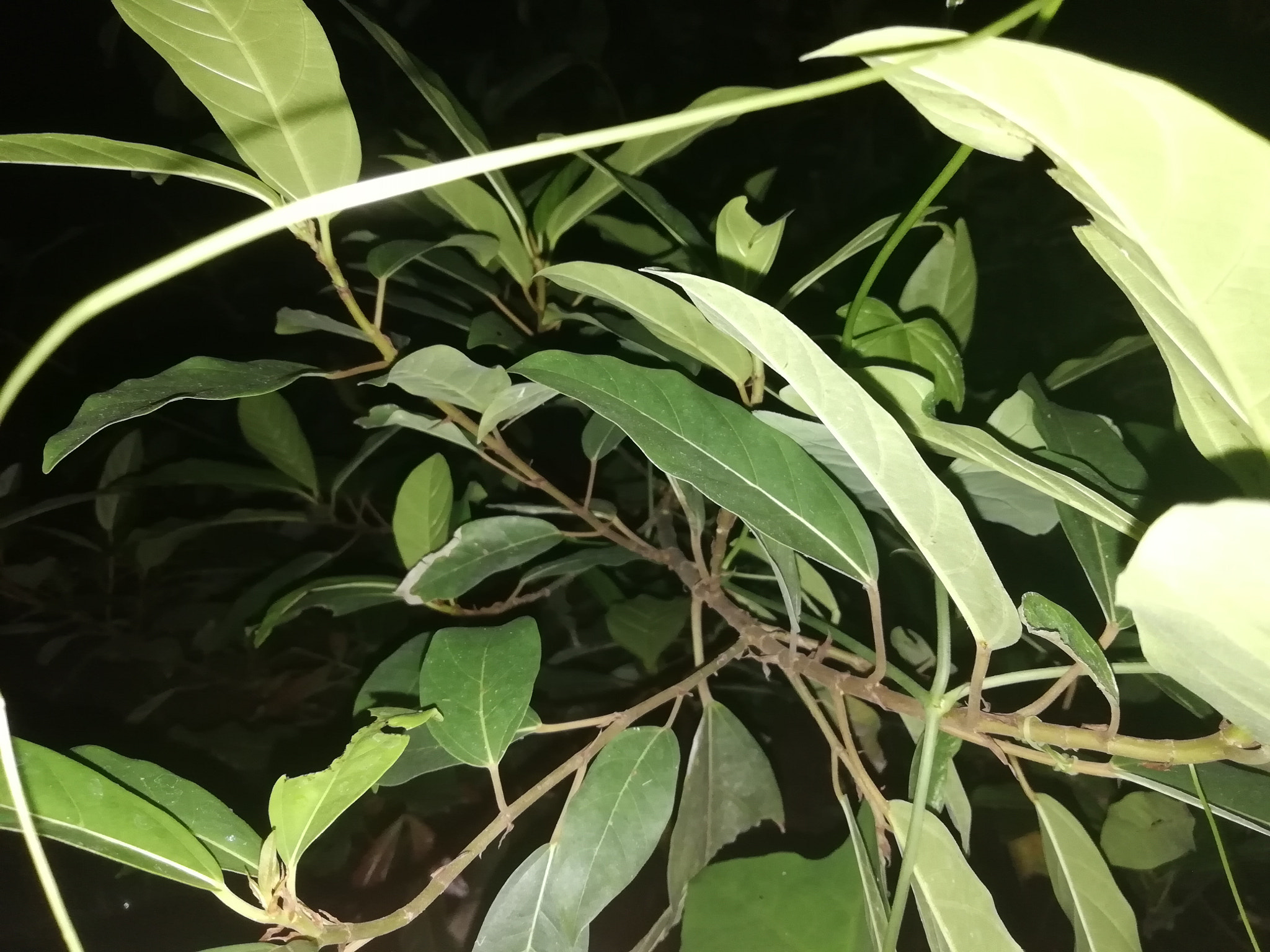 HUAWEI Y9 2018 sample photo. Srilankan photography