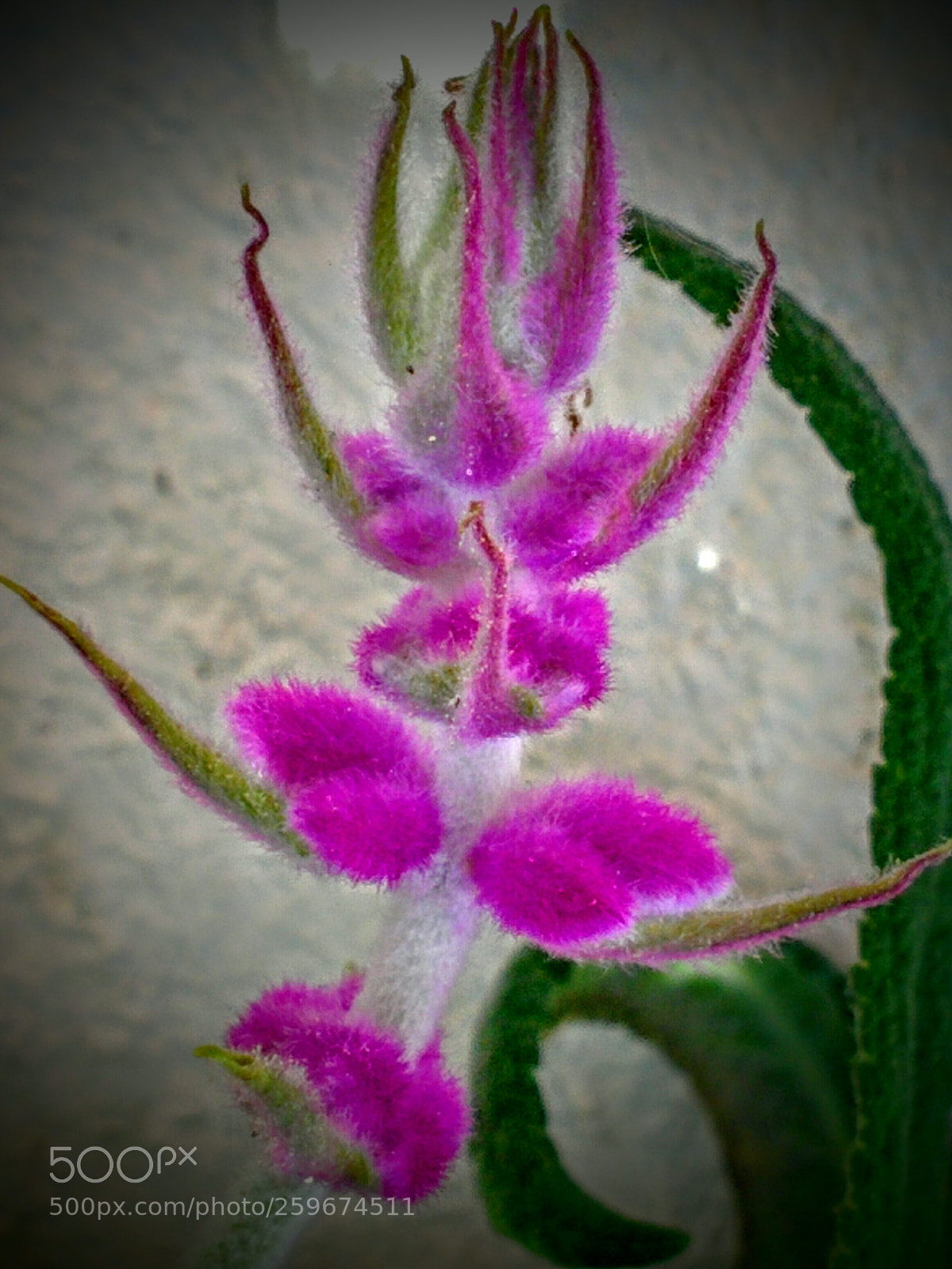 LG Nexus 5 sample photo. What flower is? photography