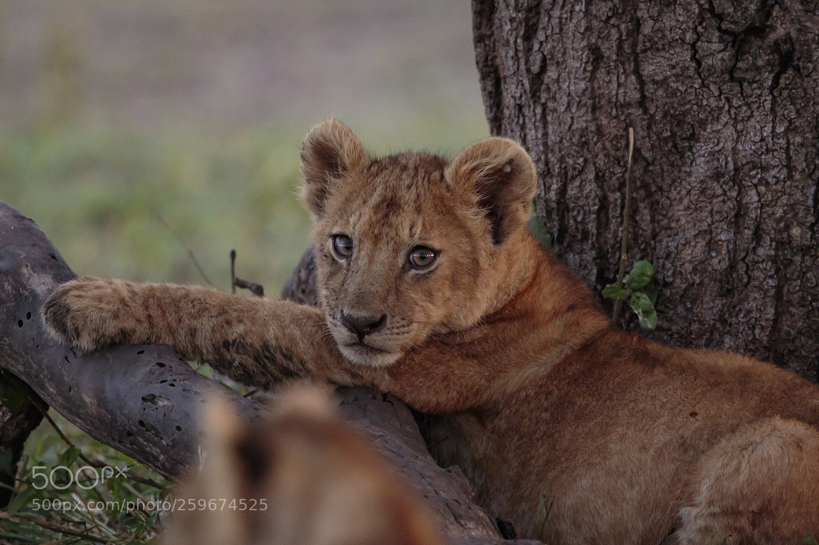 Canon EOS 7D Mark II sample photo. Serengeti lion cub photography