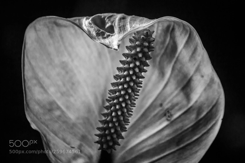 Canon EOS 60D sample photo. Anthurium photography