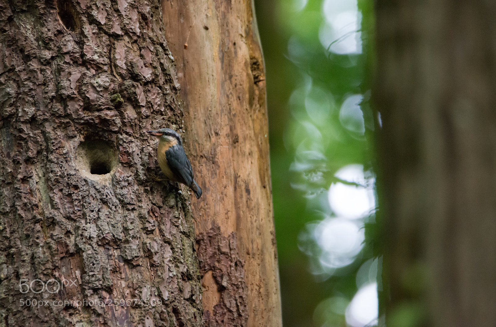 Nikon D800 sample photo. Petite sittelle torchepot photography