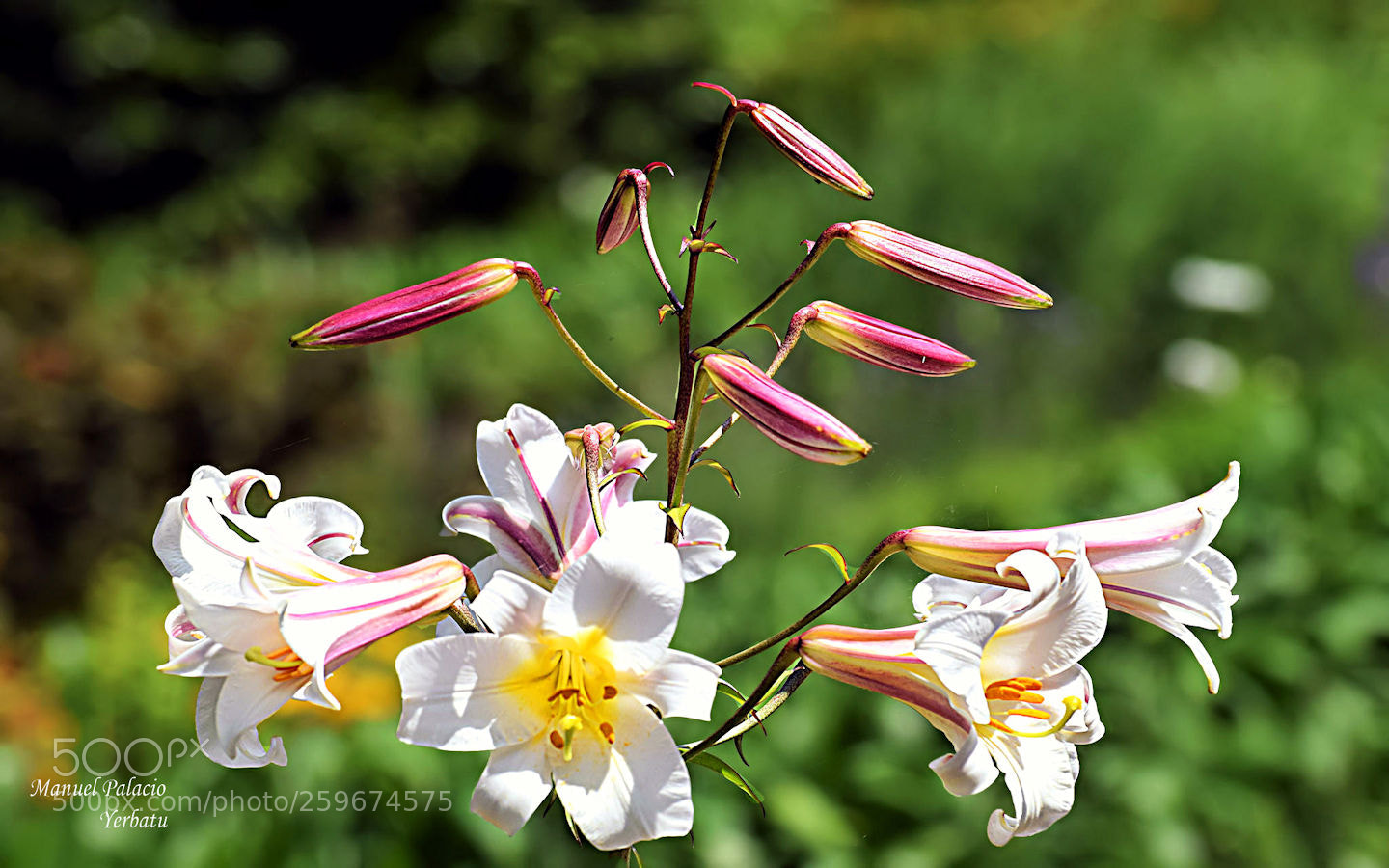 Nikon D5300 sample photo. Flores. photography