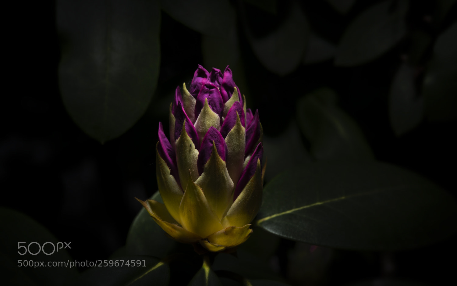 Nikon D750 sample photo. Rhodobud photography