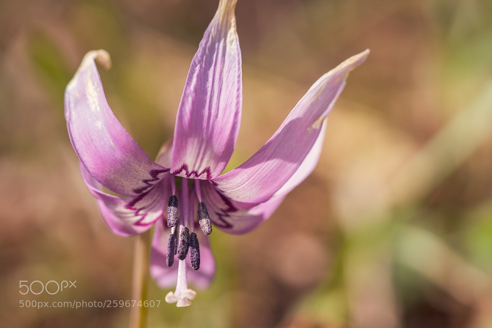 Sony a7 II sample photo. Dogtooth violet photography