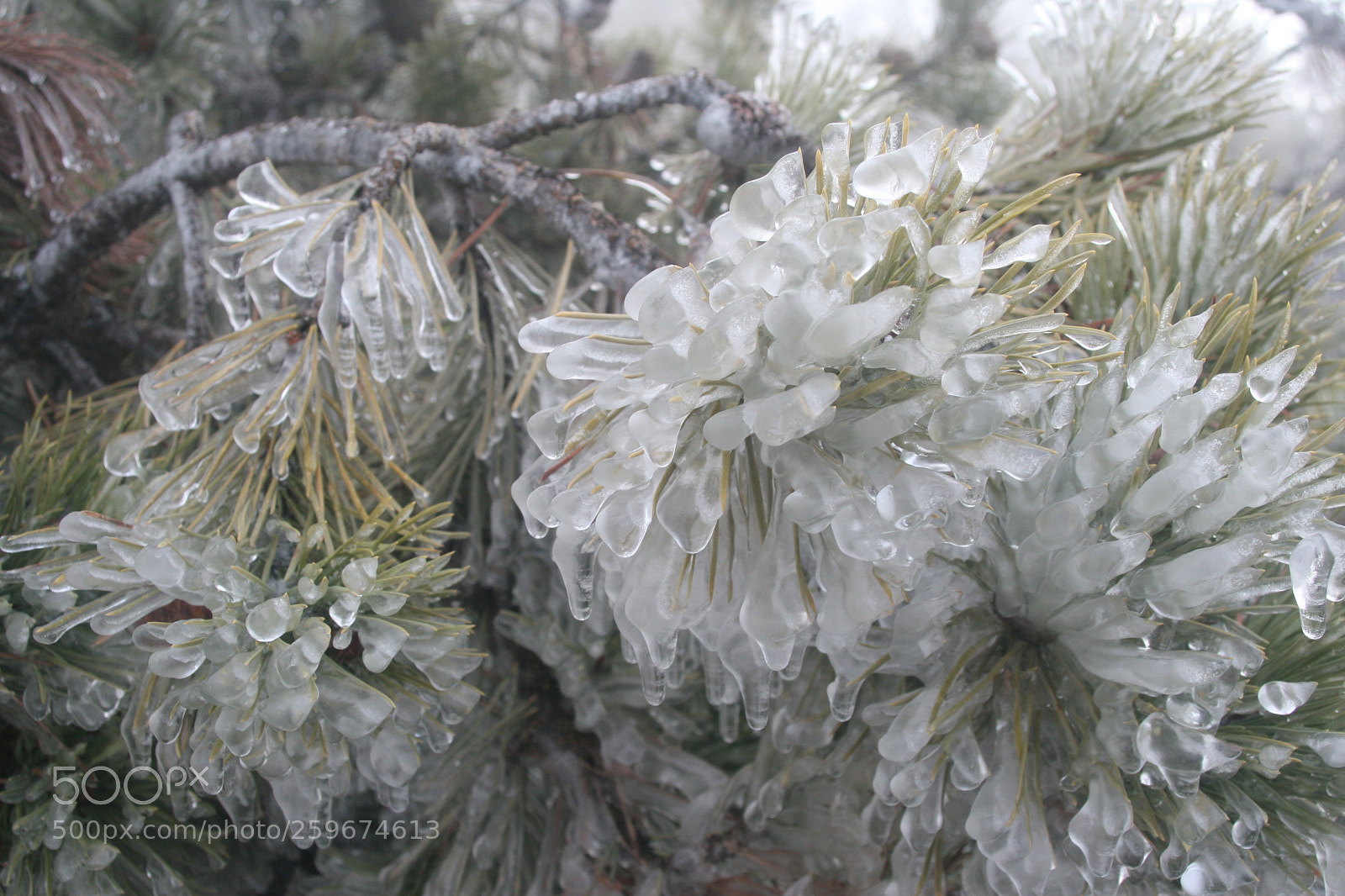 Canon EOS 30D sample photo. Ice on pines photography