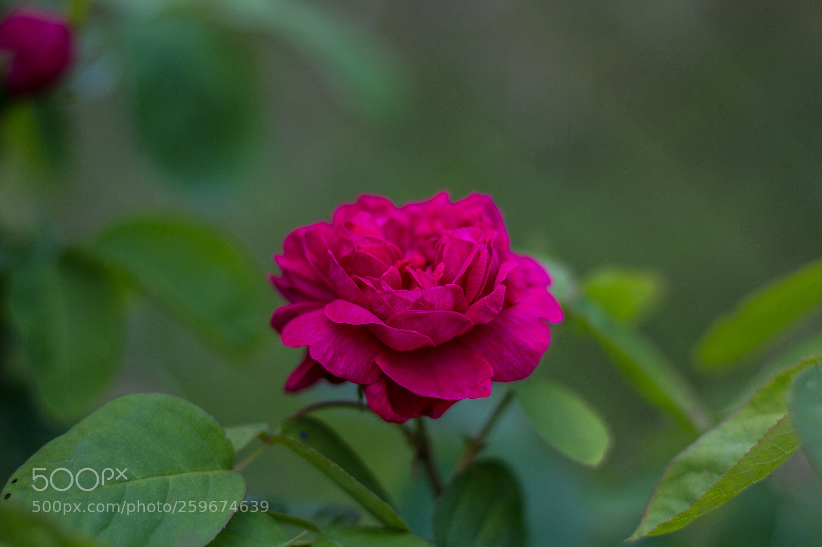 Canon EOS 60D sample photo. Rose photography