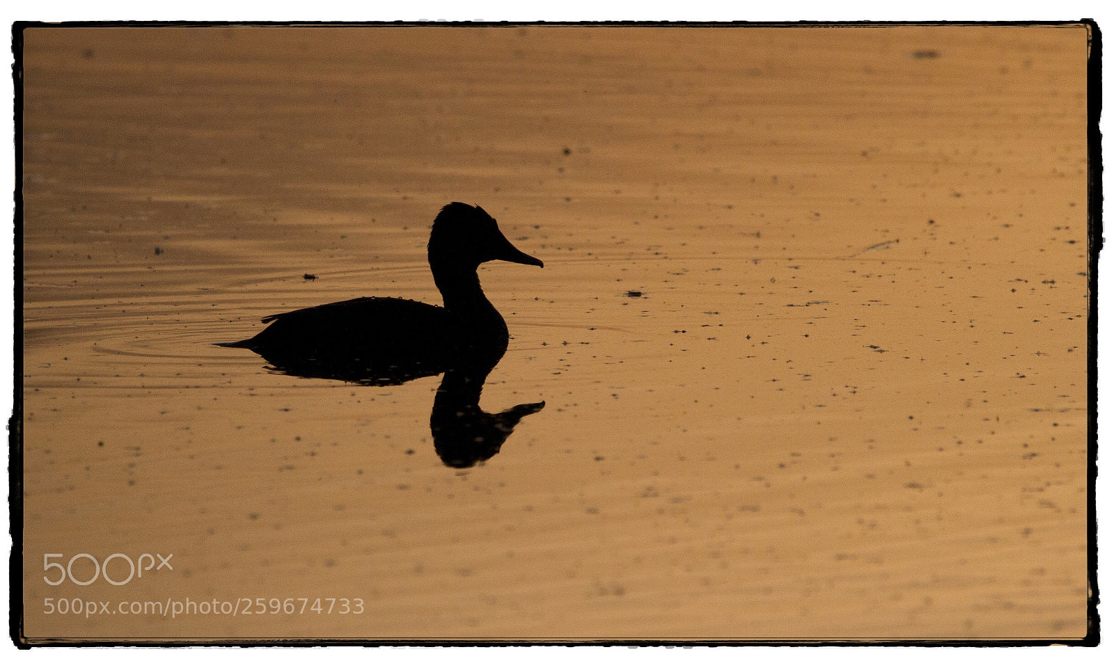 Canon EOS 7D sample photo. Duck at sunset. photography