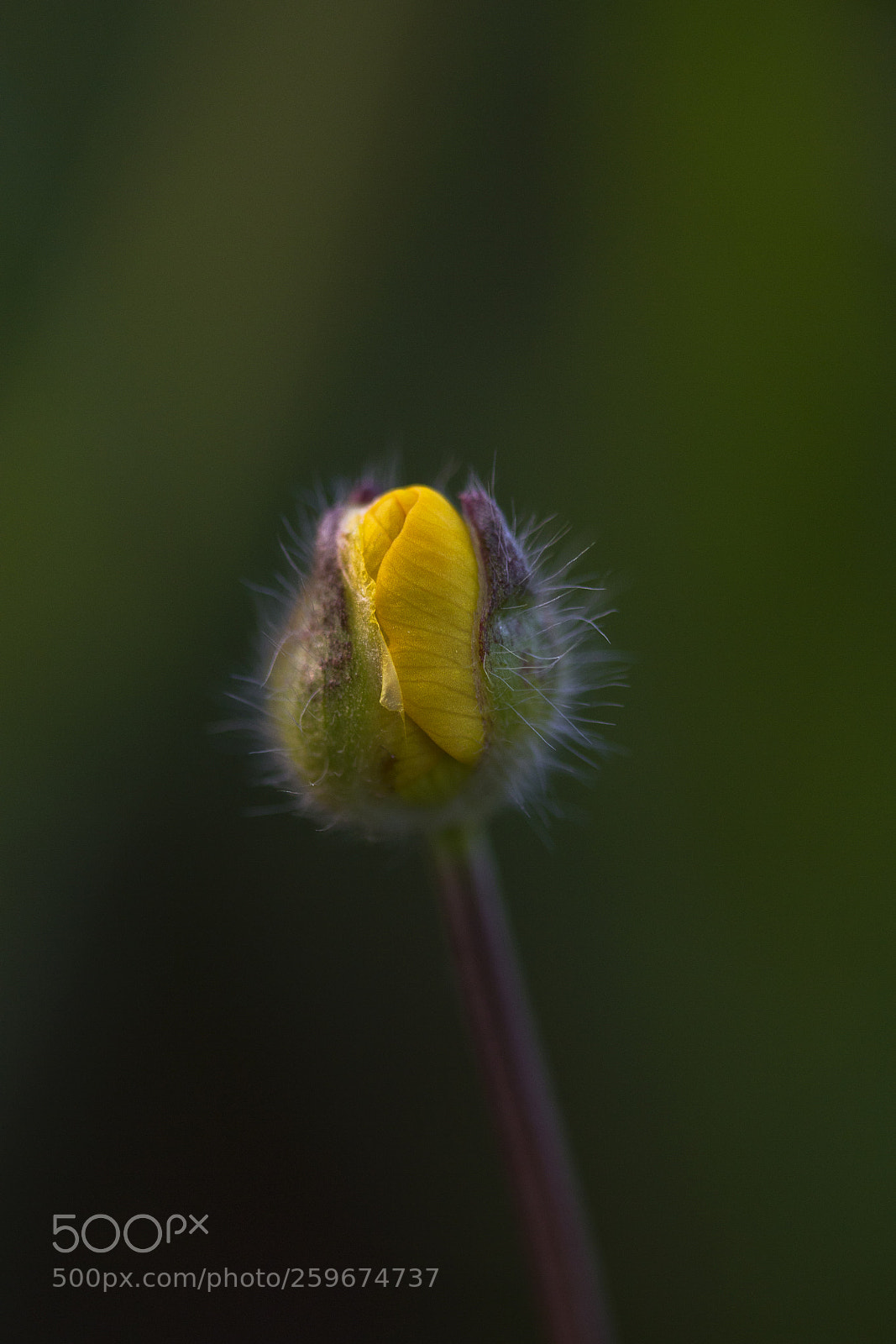 Canon EOS 60D sample photo. Scharfe hahnenfuß (ranunculus acris) photography