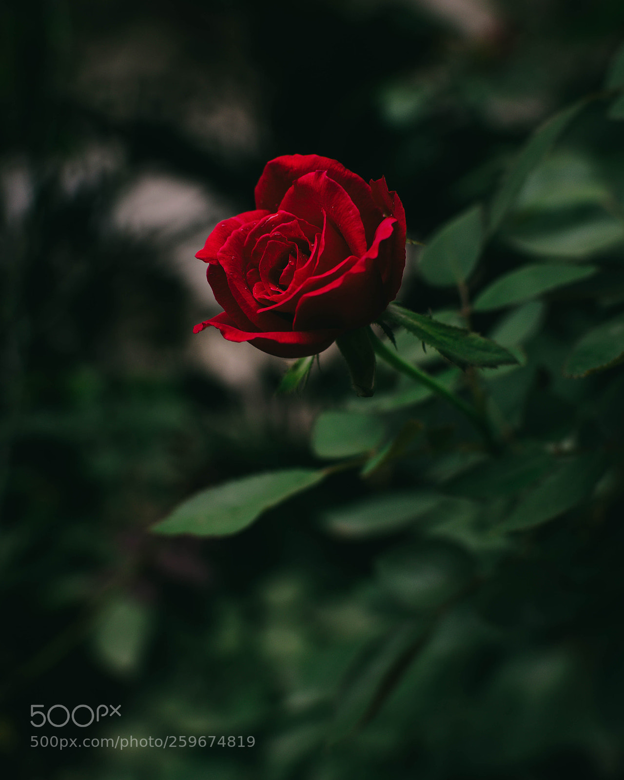 Nikon D5300 sample photo. Wild rose photography